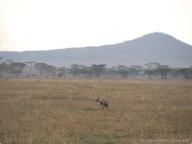 0815_Serengeti-6.jpg