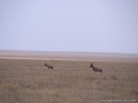 0815_Serengeti.jpg