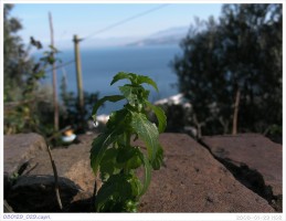 080129_029.capri.