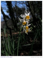 080129_073.capri.