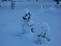 17-01-21.14-18-47  푸들 모양